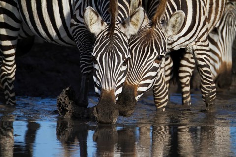 Zebras (Equus quagga) drinking at a waterhole