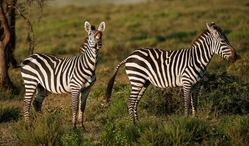 Grant's Zebras (Equus quagga boehmi)