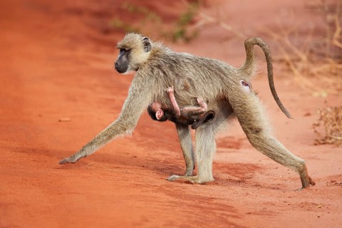 Olive Baboons or Anubis Baboons (Papio anubis)