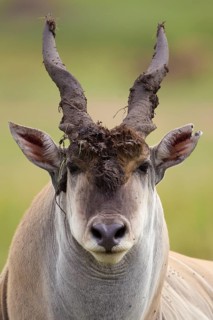 Eland (Taurotragus oryx)