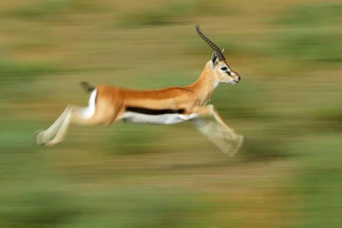 Thomson's Gazelle (Eudorcas thomsonii)