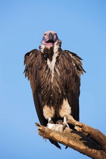Lappet-faced Vulture or Nubian Vulture (Torgos tracheliotus)