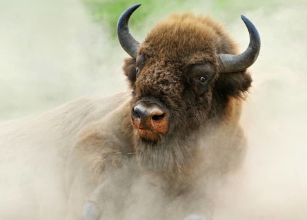 European Bison (Bison bonasus) in the whirling dust