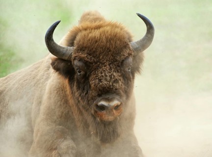 European Bison (Bison bonasus) in the whirling dust