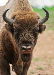 European Bison (Bison bonasus)