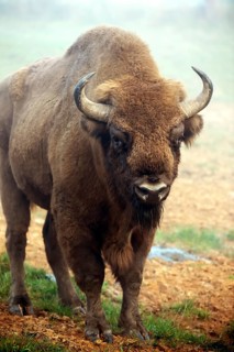 European Bison (Bison bonasus)