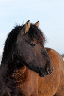 Konik