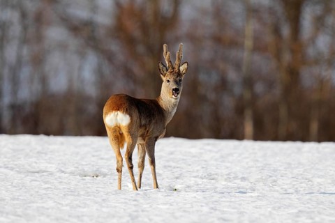 Roebuck (Capreolus capreolus) in velvet