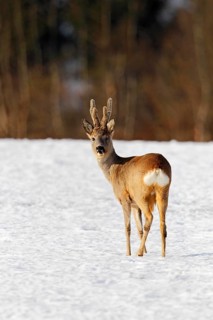 Roebuck (Capreolus capreolus) in velvet