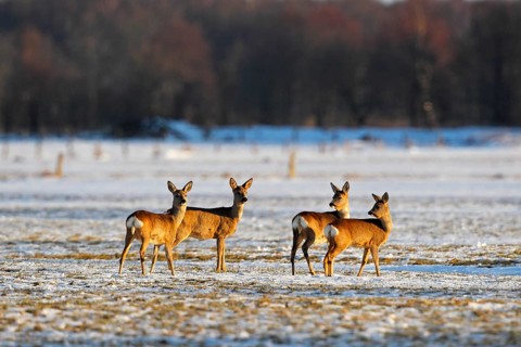 Roe Deer (Capreolus capreolus) in the evening light in the snow