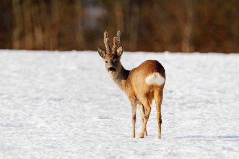 Roebuck (Capreolus capreolus) in velvet