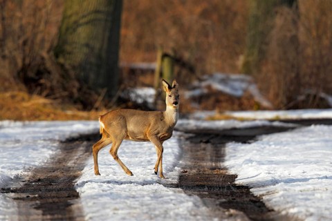 Roe Deer (Capreolus capreolus)