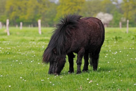 Black miniature Shetland pony