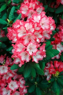 Rhododendron variety 'Coquette' (Rhododendron yakushimanum hybrid 'Coquette')