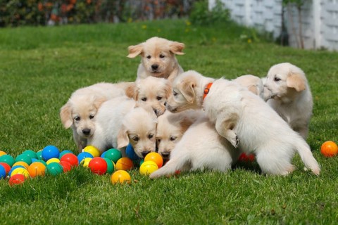 Golden Retriever puppies playing with balls on meadow