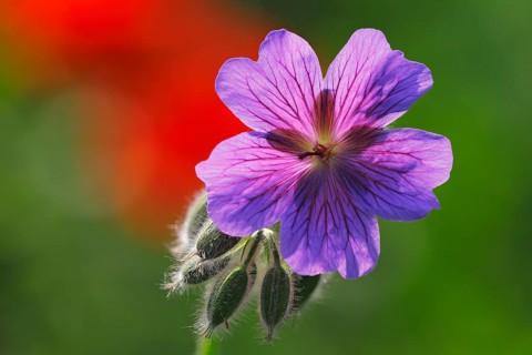 Broad-petaled Geranium