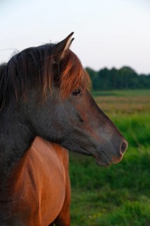 Icelandic horse in the last evening light