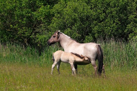 Mare suckling foal