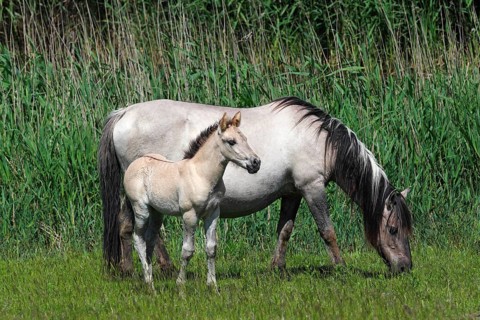 Mare and foal