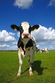 Curious young Friesian dairy cow on a pasture