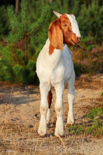 Boer goat