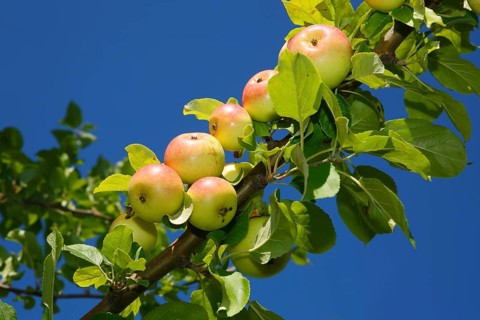 Apples on an apple tree