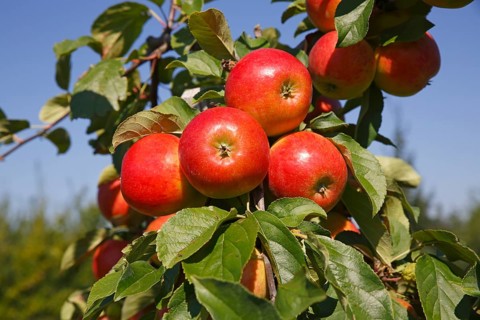 Apples on an apple tree