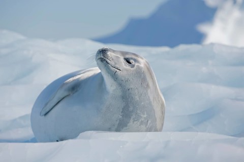 Leopard Seal (Hydrurga leptonyx) lying on an ice floe