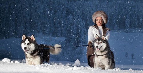 Young woman with huskies in the snow