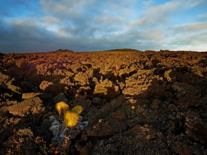 Lava rocks in the last evening light