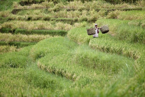 Farmer carrying two baskets through his rice field
