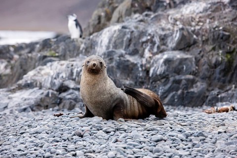 Antarctic fur seal (Arctocephalus gazella)
