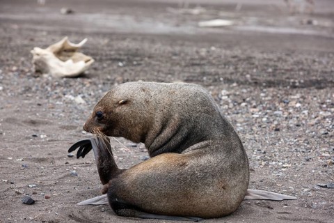 Antarctic Fur Seal (Arctoephalus gazella) scratching with fin