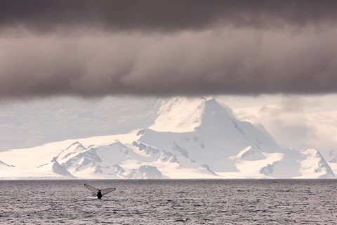 Fluke of a Humpback Whale (Megaptera novaeangliae)