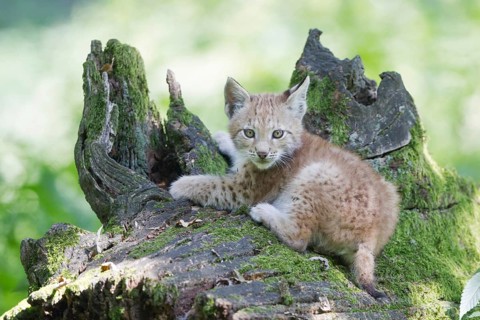 Eurasian Lynx (Lynx lynx)