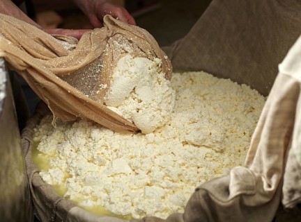 Dairyman making grey cheese