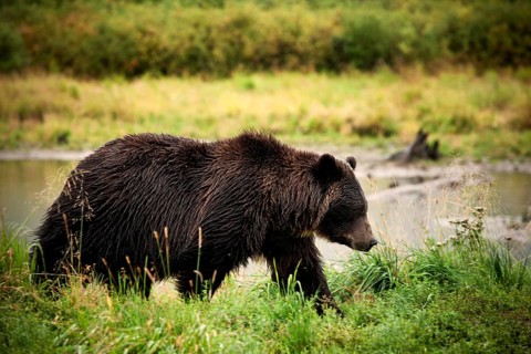 Grizzly Bear (Ursus arctos horribilis)
