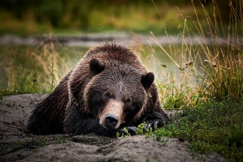 Grizzly Bear (Ursus arctos horribilis) lying on the ground