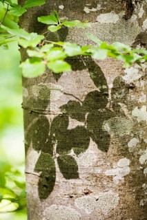 Detail of Common Beech tree (Fagus Sylvatica) and leaves