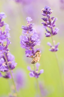Bee (Apis sp.) pollinating Lavender flowers (Lavandula sp.)