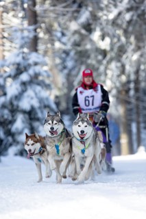 Sled dog team