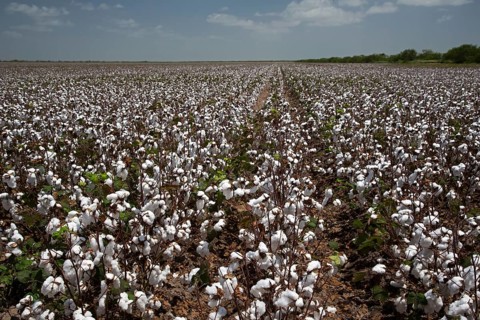 Cotton field to which a chemical defoliant has been applied to strip the leaves from the plant prior to mechanical harvesting