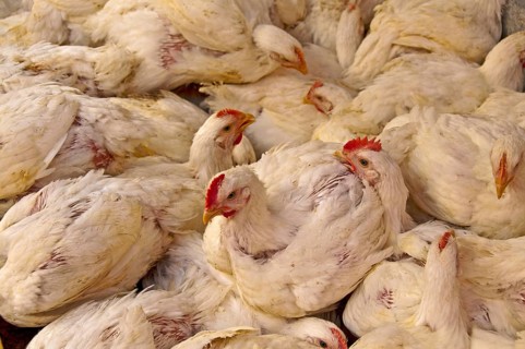 Caged chickens (Gallus gallus domesticus)
