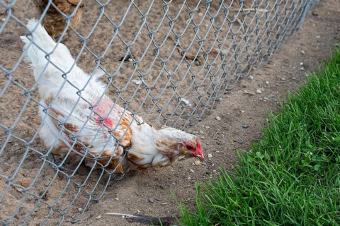 A chicken streching through a fence