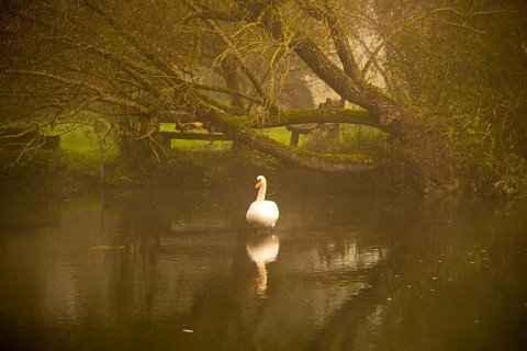 Mute Swan (Cygnus olor)