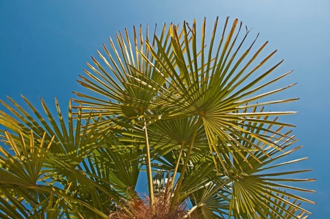 Chinese Windmill Palm (Trachycarpus fortunei)