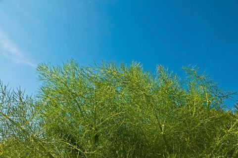 Fennel plant (Foeniculum vulgare)