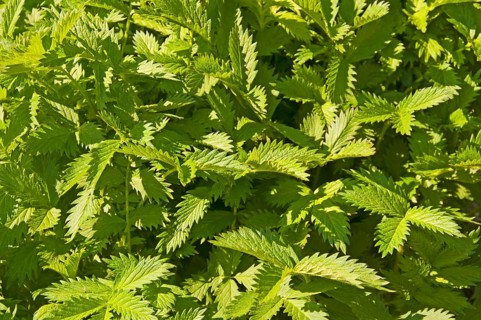 Common agrimony
