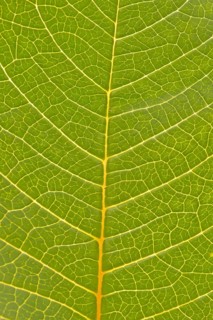 Veins in the leaf of a Poinsettia or Christmas Star (Euphorbia pulcherrima)