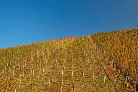 Vineyard in autumn